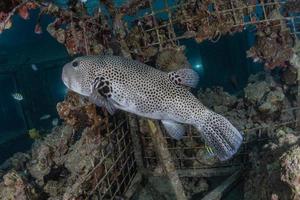 fiskar simmar i Röda havet, färgglada fiskar, Eilat Israel foto