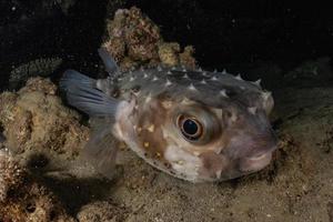 fiskar simmar i Röda havet, färgglada fiskar, Eilat Israel foto