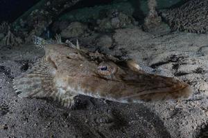 fiskar simmar i Röda havet, färgglada fiskar, Eilat Israel foto