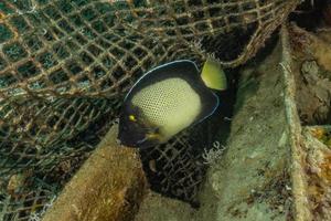 fiskar simmar i Röda havet, färgglada fiskar, Eilat Israel foto