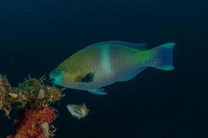 fiskar simmar i Röda havet, färgglada fiskar, Eilat Israel foto