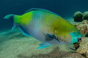 fiskar simmar i Röda havet, färgglada fiskar, Eilat Israel foto