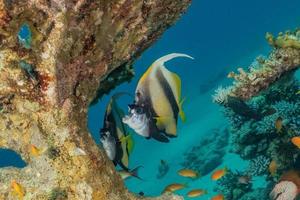 fiskar simmar i Röda havet, färgglada fiskar, Eilat Israel foto