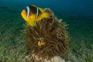 fiskar simmar i Röda havet, färgglada fiskar, Eilat Israel foto