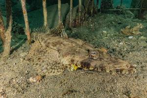 fiskar simmar i Röda havet, färgglada fiskar, Eilat Israel foto