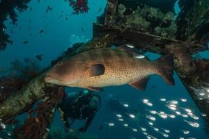 fiskar simmar i Röda havet, färgglada fiskar, Eilat Israel foto