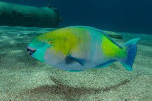 fiskar simmar i Röda havet, färgglada fiskar, Eilat Israel foto