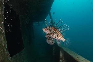 lionfish i Röda havet färgglada fiskar, eilat israel foto