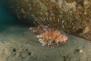 lionfish i Röda havet färgglada fiskar, eilat israel foto