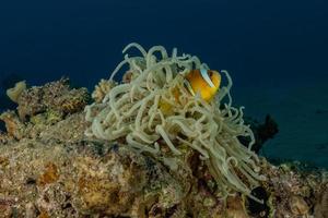 korallrev och vattenväxter i Röda havet, eilat israel foto