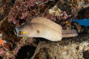 moray ål mooray lycodontis undulatus i Röda havet, eilat israel foto