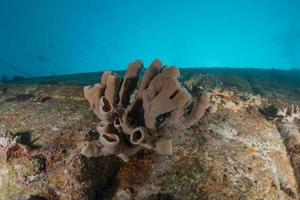 korallrev och vattenväxter i Röda havet, eilat israel foto