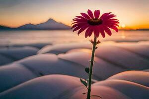 en blomma står i de mitten av en fält på solnedgång. ai-genererad foto