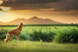 en rådjur står i de gräs på solnedgång. ai-genererad foto