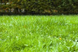 grönt gårdsområde i naturen foto