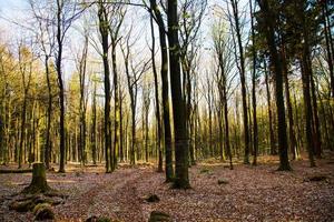 träd i naturen i park foto