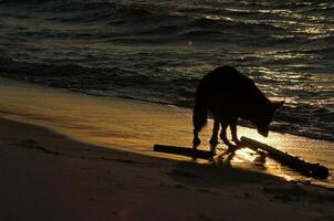 tysk herde på de strand på solnedgång foto