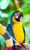 söt djurfågel färgrik exotisk tropisk papegoja foto