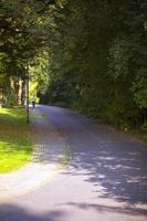 säsongsbetonade träd och vägar grön natur i parken foto