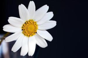 vacker fauna blomma naturlig tusensköna utsikt foto