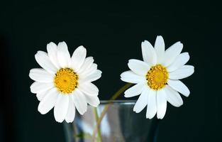 vacker fauna blomma naturlig tusensköna utsikt foto