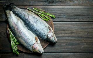 rå fisk lax med doftande rosmarin. foto