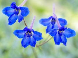 vackra blå blommor av rockslide larkspur, delphinium glareosum foto