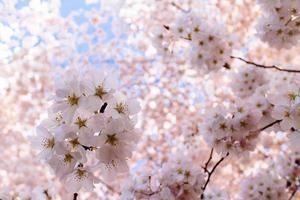 körsbärsblommor vid tidvattensbassängen. foto