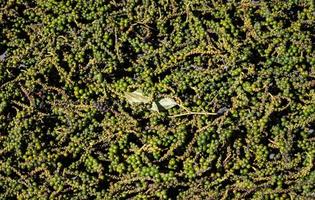 baljor av råa nyplockade ekologiska kampotgröna pepparkorn i Kambodja foto