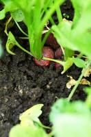 de trädgård är växande röd rädisa. organisk friska mat från din egen trädgård. foto