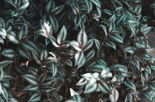 abstrakt grön blad textur, natur bakgrund. - bild foto