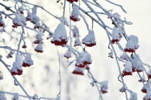 röd bär täckt med snö. rönn klasar på snöig träd. jul eller ny år begrepp. foto