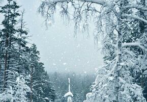 snö täckt träd i de vinter- skog. vinter- landskap. foto