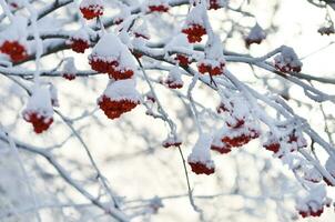 röd bär täckt med snö. rönn klasar på snöig träd. jul eller ny år begrepp. foto