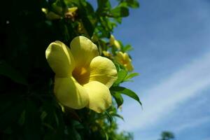 gul blomma med blå himmel bakgrund, manda cathartica foto