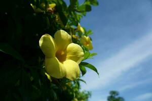 gul blomma med blå himmel bakgrund, manda cathartica foto