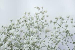 vit bebis andetag blommor på en vit bakgrund. mjuk fokus. foto