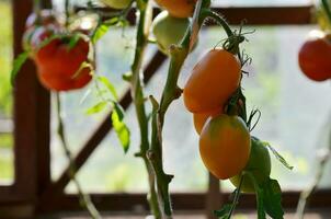 mogen naturlig tomater växande på en gren i en växthus. foto