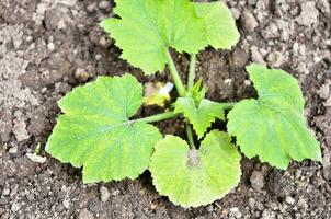 zucchini växt i de trädgård. vår tid. foto