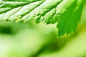 närbild av blad, grön blad i de trädgård. makro av grön blad i skog. textur av blad. vinbär löv. foto