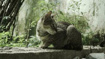söt inhemsk katt i de trädgård. selektiv fokus. porträtt av en vild katt i en naturlig miljö. Sammanträde, stående, stänga upp. foto