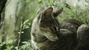 söt inhemsk katt i de trädgård. selektiv fokus. porträtt av en vild katt i en naturlig miljö. Sammanträde, stående, stänga upp. foto