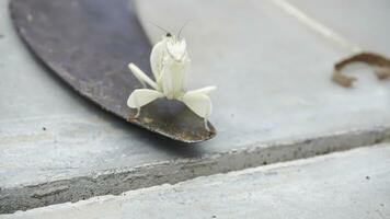 bönsyrsa gräshoppa på ett järn skära med en bricka golv bakgrund. foto