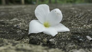 frangipani blomma på cement golv, mjuk fokus, selektiv fokus foto