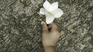 vit frangipani blomma i todler hand på cement golv bakgrund. foto