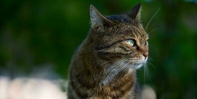 porträtt av ett vuxen grå katt i natur, gata djur- foto