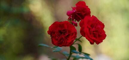 röd blomning ro i de trädgård foto