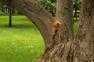 röd ekorre i de parkera med en nöt i dess mun. söt ekorre foto