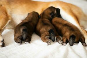 närbild av en nyfödd shiba inu valp. japansk shiba inu hund. skön shiba inu valp Färg brun och mamma.bebis äter mjölk från mor. foto