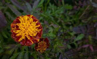 höst begrepp. blommande av svart skuren, ringblommor i de höst trädgård på en solig dag. foto